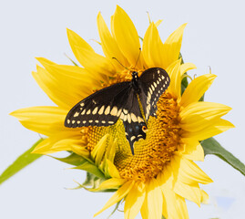 Wall Mural - Black Swallowtail Butterfly on flower