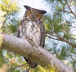 Wall Mural - Great Grey Owl