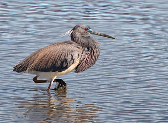 Wall Mural - Tri-colored heron feeding in swamp