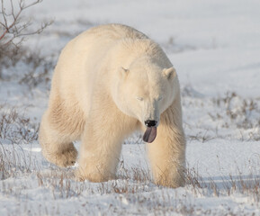 Wall Mural - Polar Bear in the wild