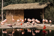 Flock Of Flamingos Near Pond And Hut In Zoo