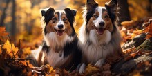 Two Border Collie Dogs In The Autumn Forest. Generative AI