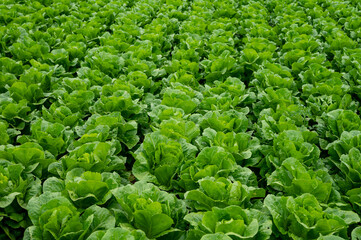 Wall Mural - Farm field with rows of young fresh green romaine lettuce plants growing outside under italian sun, agriculture in Italy.