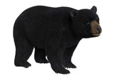 Fototapeta Zwierzęta - Black Bear Isolated on White