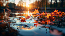 Maple Leaves On The Water Surface In Autumn Park At Sunset.