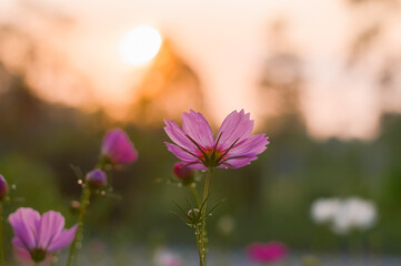 Wall Mural - Pink cosmos flower in the garden with sunset time