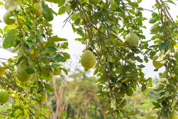 Wall Mural - Green grapefruit growing on tree