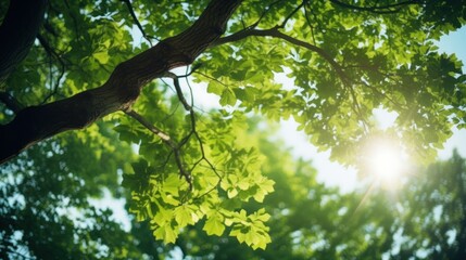 Wall Mural - Bottom view of the blurred fresh green foliage of a tree in the spring, with the branches blur on forest with beautiful bright sun rays.