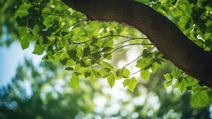 Wall Mural - Bottom view of the blurred fresh green foliage of a tree in the spring, with the branches blur on forest with beautiful bright sun rays.