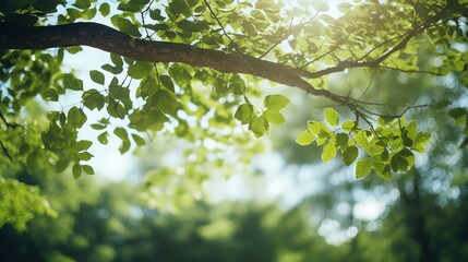 Wall Mural - Bottom view of the blurred fresh green foliage of a tree in the spring, with the branches blur on forest with beautiful bright sun rays.