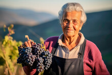 Wine Crafting Mastery: A Portrait of an Elderly Italian Woman Winemaker Holding a Bunch of Grapes with Vineyards in the Background.

