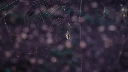 Common Spider in web. The spider waits for a bug to catch; outdoors, web moving in the breeze, natural outdoor background with leaves and grass.