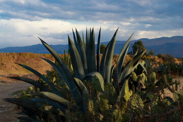 Maguey 