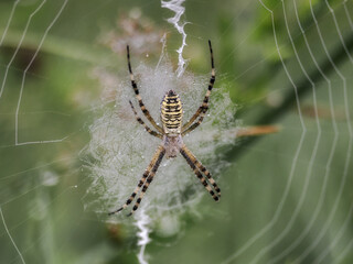 Garden spider (Araneus diadematus) - a species of spider from the Araneidae family. The name comes from the characteristic white cross on the abdomen. close-up photography