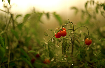 Sticker - Bush of tomato in the sun. Tomatoes on a branch. Tomato flowers on a plantation. The tomato in the dew. Vegetable .