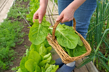 Wall Mural - growing lettuce leaves in a greenhouse. Growing green salads and vegetables in a greenhouse. Hydroponics grows in a greenhouse. The gardener cuts green lettuce leaves and puts them in a basket