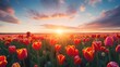 Blütenpracht soweit das Auge reicht: Das Tulpenfeld in voller Blüte