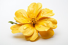 A Yellow Flower With Rain Droplets On It While Isolated On The White Background,