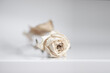 Dried White Rose