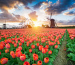 traditional Netherlands Holland dutch scenery with one typical windmill and tulips, Netherlands countryside. High quality photo