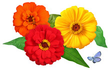 Three Zinnias And Butterfly