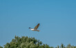 A flying seagull against the background of a cloudless blue sky