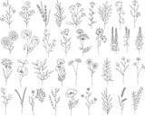 Fototapeta Boho - Outline plants set, line drawing art, wildflowers set, botanical plants isolated, simple art design, abstract line outline, vector for frame, fashion design