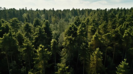 Wall Mural - Forest panorama, AI generated Image