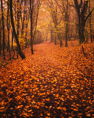 Wall Mural - Pathway in the forest at autumn