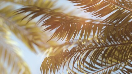 Wall Mural - 3D loop animation - Background of palm trees whose leaves move in the wind at sunset