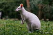 Australian red-necked albino wallaby eating green grass in park.