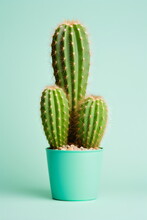 3 Cacti In A Pot Isolated On Plain Green Studio Background