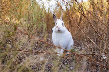 Wall Mural - Cute little rabbit on grass with natural bokeh as background during autumn. Young adorable bunny playing in garden. Lovrely pet at park.