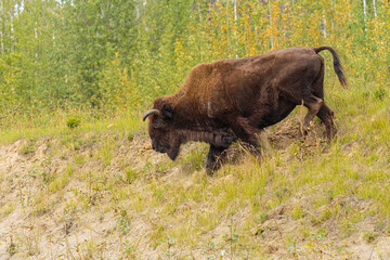 Wall Mural - wood bison cow (bison bison athabascae) running down a slope, canada
