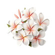 transparent background with isolated tropical flowers plumeria frangipani