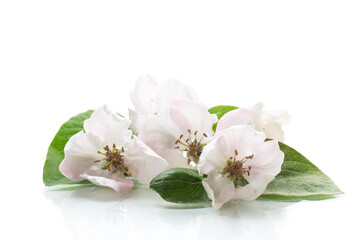 Wall Mural - Spring flowering quince tree on a white background