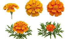 Marigold, Tagetes, Bright Annual Flower For Garden Borders And Pest Control, 3d Render, Transparent Background, Png Cutout