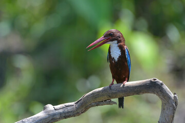 Wall Mural - Close up photo of a white throated kingfisher (Halcyon smyrnensis)