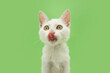 Portrait hungry small cat licking its lips with tongue. Isolated on green background