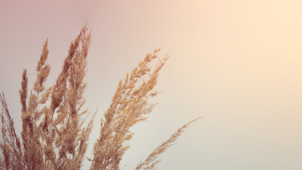  Golden hour nature sky orange grass autumn