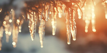 Sparkling Icicles Hanging From Snowy Branches, In A Sunlit Dusky Forest Wonderland