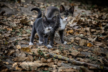 Wall Mural - Tri-color mama cat with kitten on dry autumn leaves in the backyard of the house.