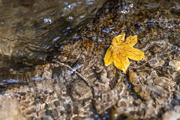 Closeup autumn creek waterfall freeze motion with yellow leaf. Peaceful forest macro colorful leaf sunny closeup in calm creek. Seasonal forest landscape dream scenic nature. Beautiful nature woodland