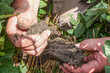 Heathy soil from regenerative agriculture field
