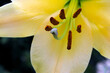 Yellow Easter Lily Anthers 01