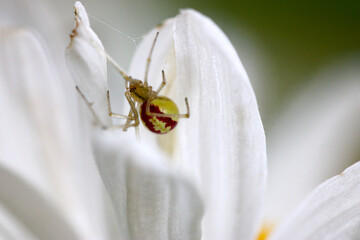 Canvas Print - Candy Stripe Spider 03