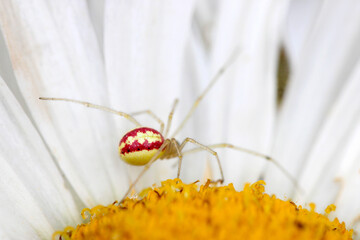 Canvas Print - Candy Stripe Spider Daisy 01