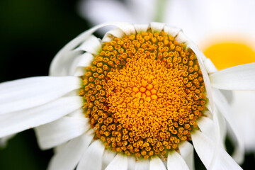 Canvas Print - Daisy Oxeye 01