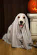 Disguised dog for Halloween