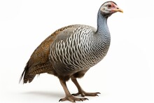 Guinea Fowl, Blank For Design. Bird Close-up. Background With Place For Text